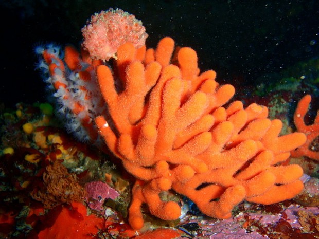 Image for 7 reasons why sea sponges are the coolest