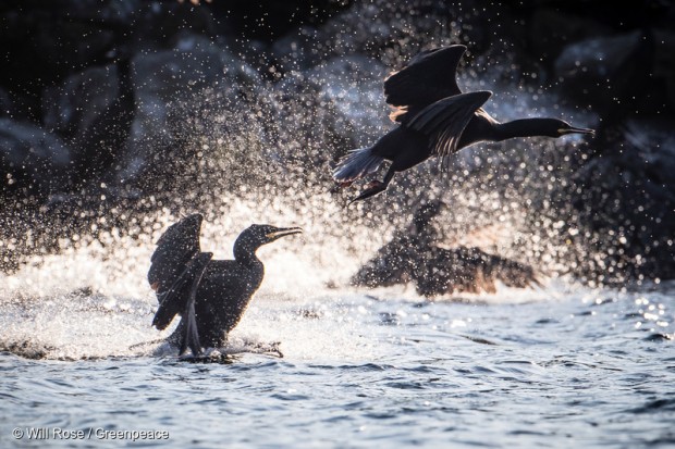 Image for How Scotland’s marine wildlife is in danger from plastic pollution