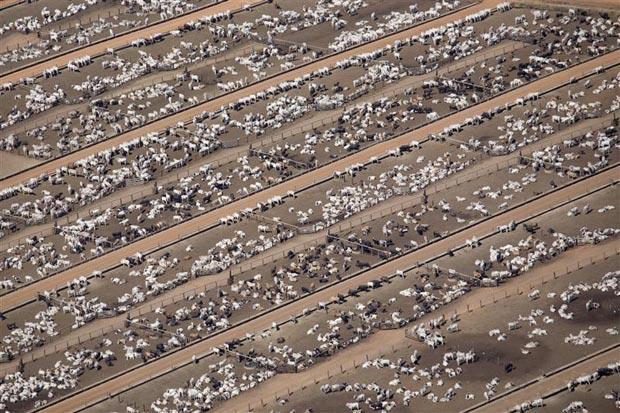 Image for How cattle ranches are chewing up the Amazon rainforest