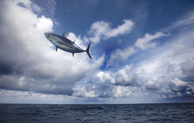 Greenpeace - Pole & Line Fishing in the Maldives