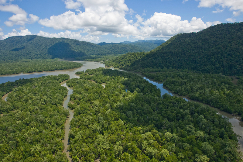 Image for HSBC triggers palm oil investigation to prevent forest destruction