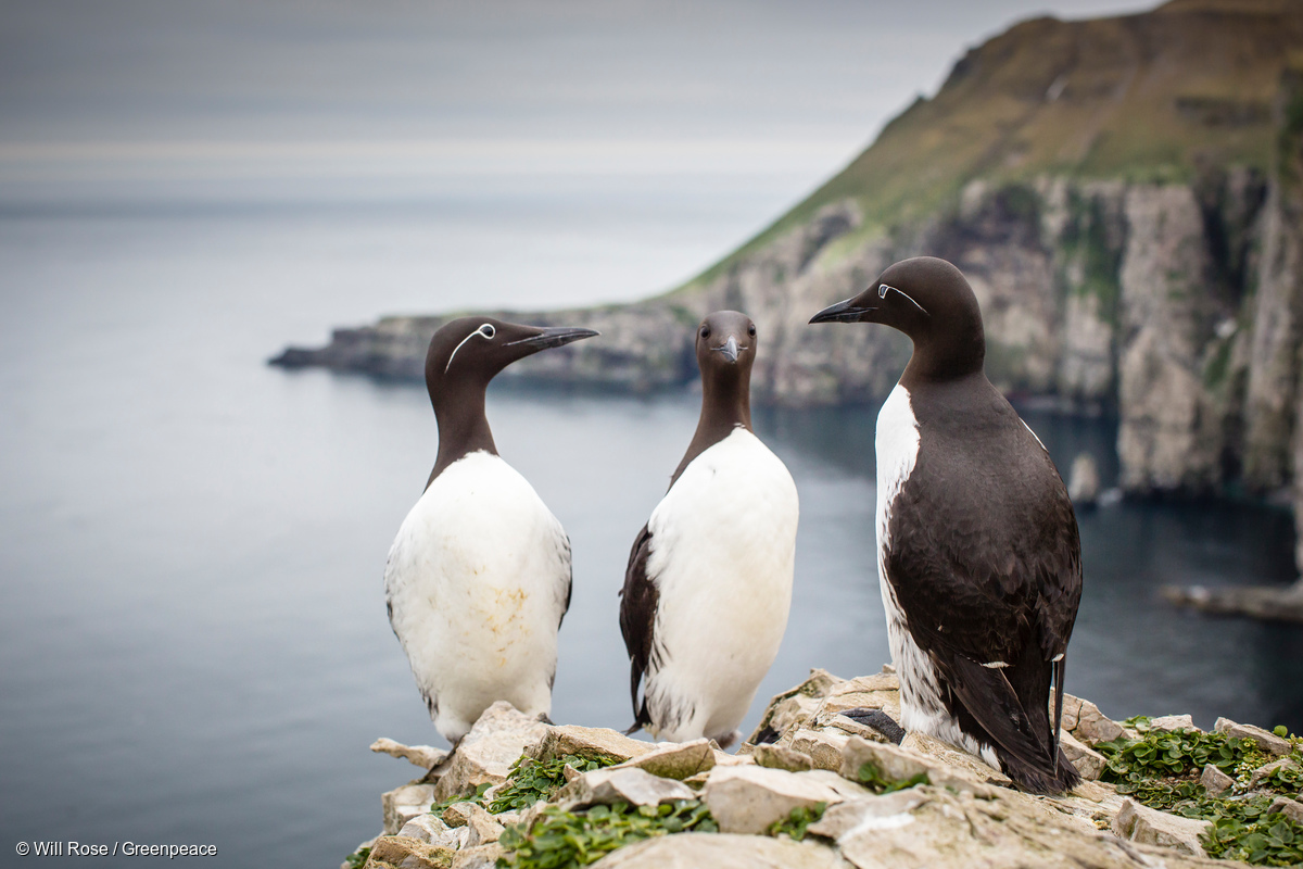 Image for In Pictures: Greenpeace travels to the Bear Island