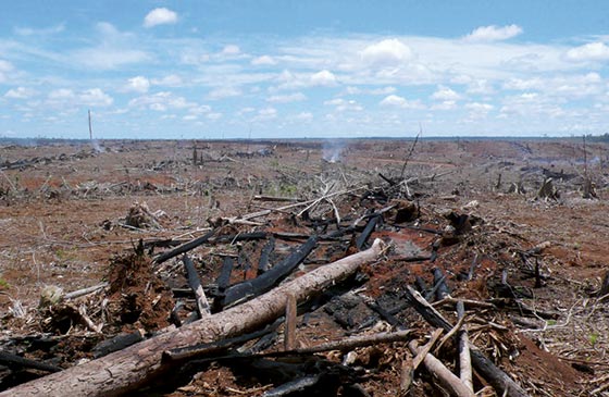 Image for Standard Chartered fails to protect forests