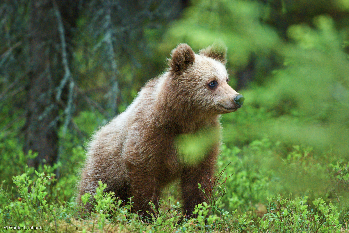 Image for In pictures: the Great Northern Forest – beauty and destruction