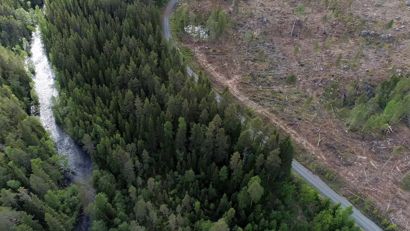 Image for Is your loo roll flushing the forests down the toilet?