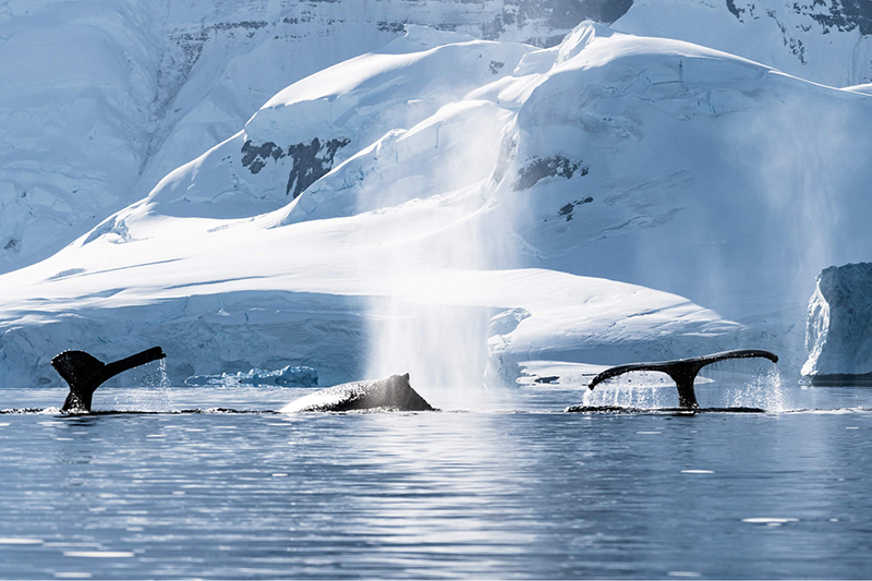 Image for Protect the Antarctic Ocean
