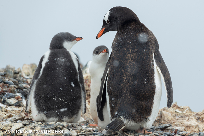 Image for Governments have failed to protect the Antarctic – but this isn’t over