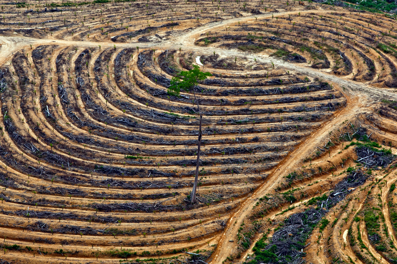 Image for Time is running out Carex – come clean about palm oil