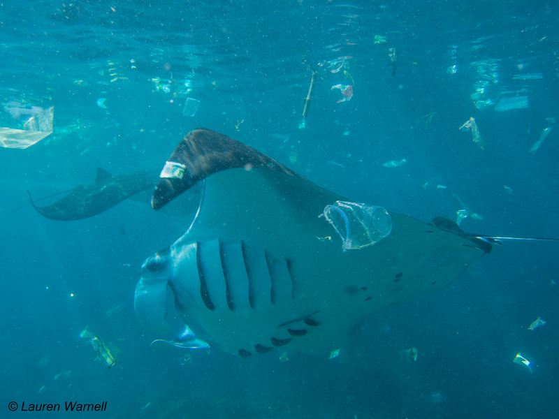 Image for Tiny pieces of plastic represent a huge problem for ocean giants