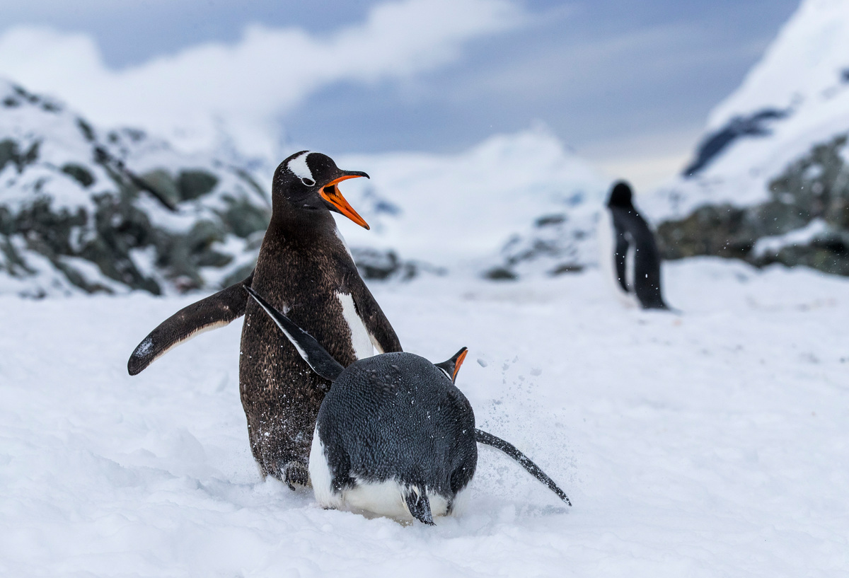 That amazing. Penguin at the Table.