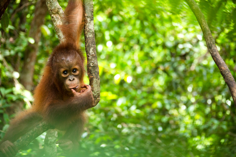 Image for Tourism vs palm oil in Borneo