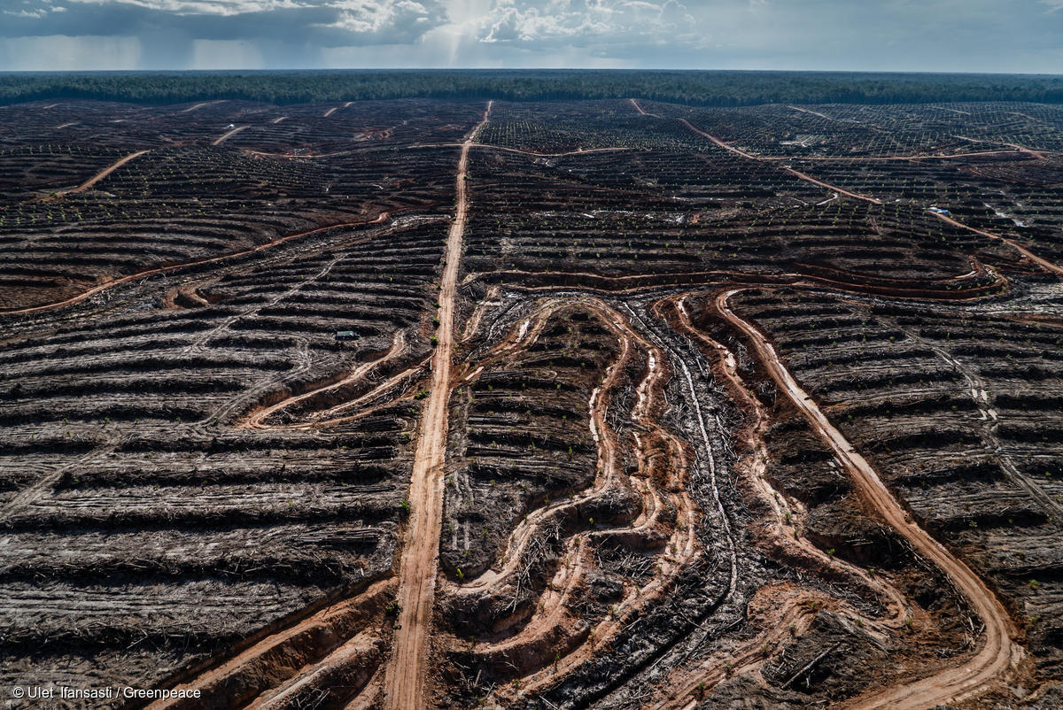 Image for In Pictures: Massive deforestation linked to major consumer brands