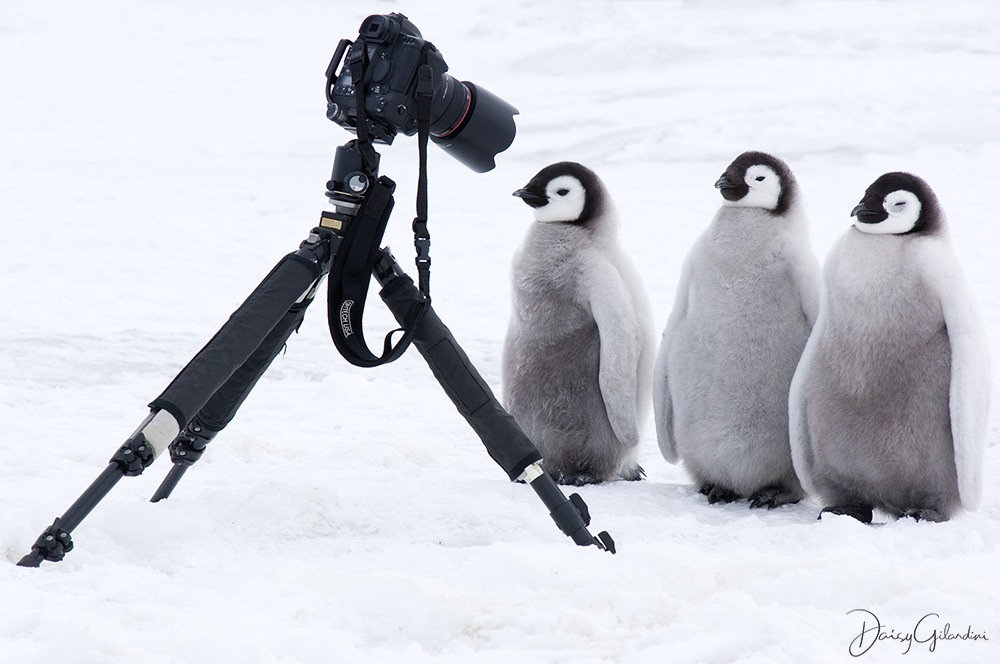 Image for Awe-inspiring photography is a powerful force for the environment