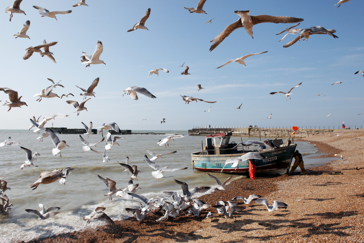 Image for Sustainable fishing in the UK