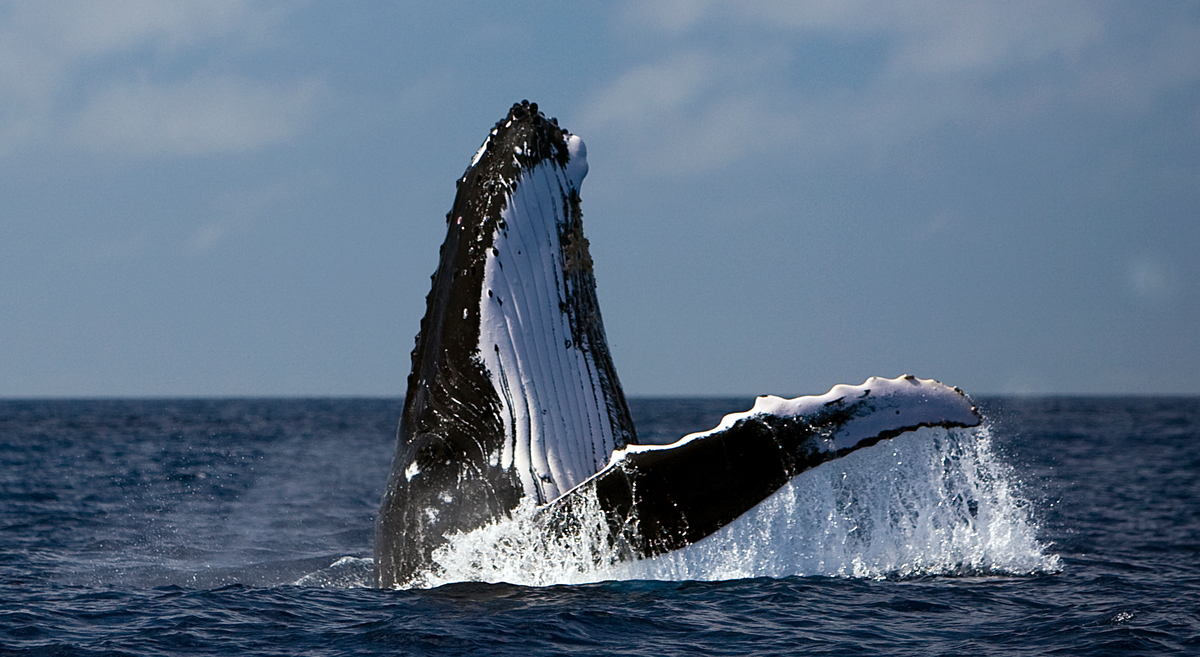 Image for In pictures: Saving the blue in our blue planet with a Global Ocean Treaty