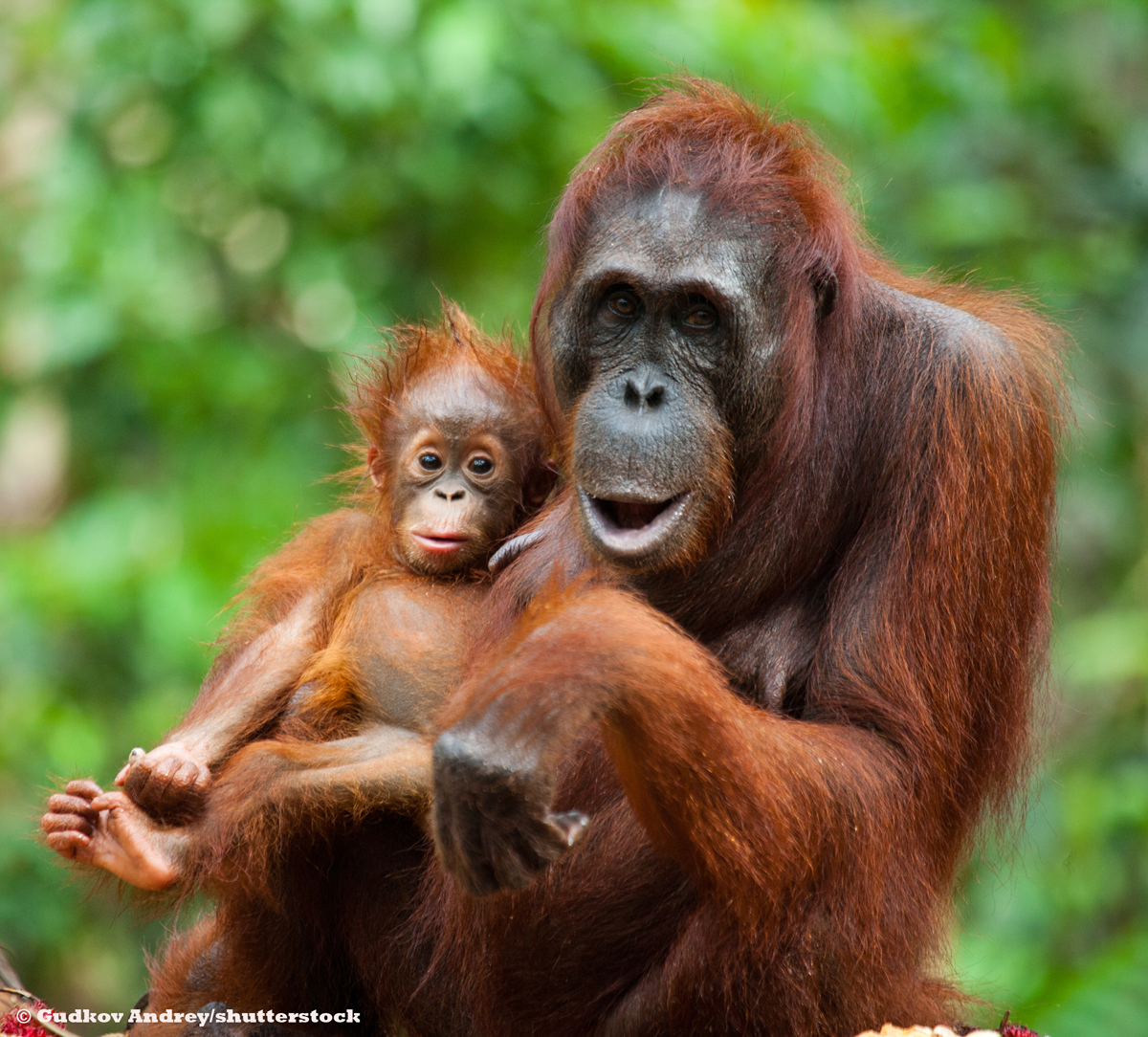 Image for Emma Thompson: “If we want to save orangutans from extinction we need to save their home”