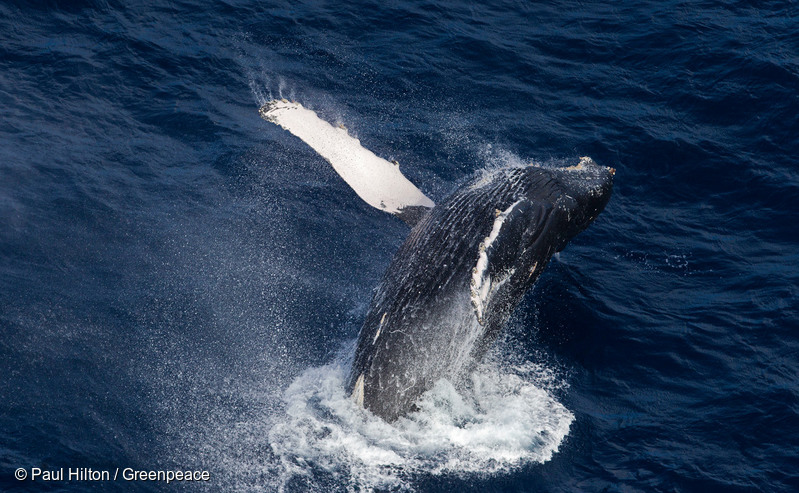 Image for On ocean protection the UK government just listened to science!