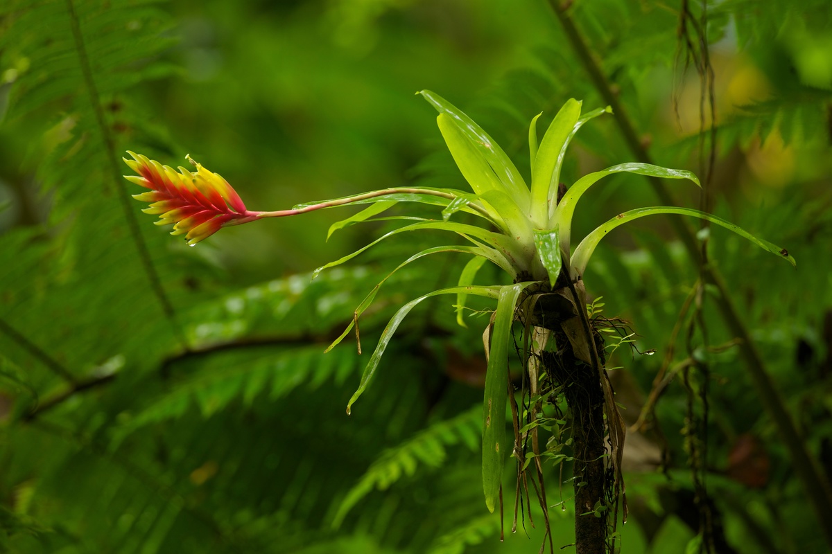 Image for In pictures: standing with the guardians of the forest