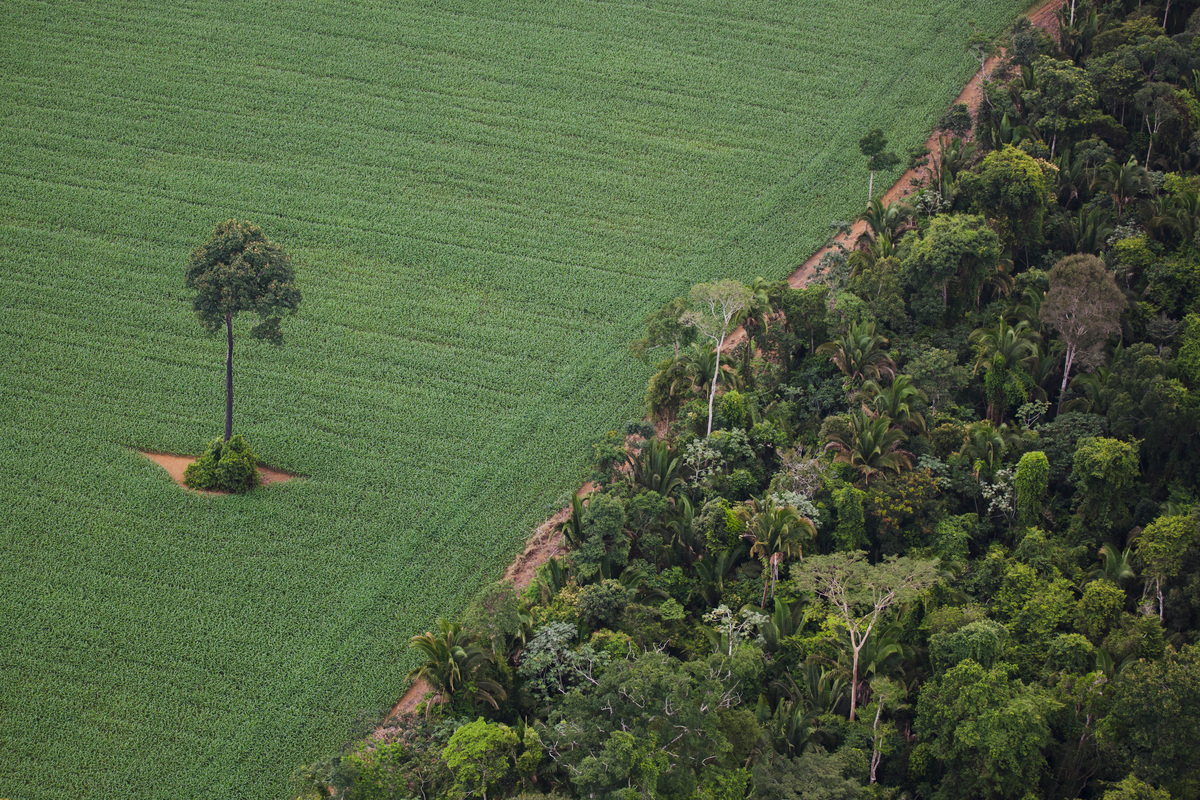 Image for How nature can save us from climate breakdown