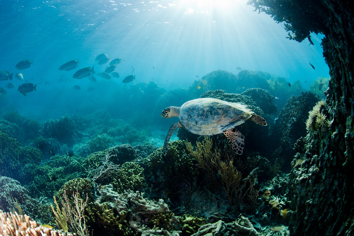 Image for What if we treated our oceans like they matter?