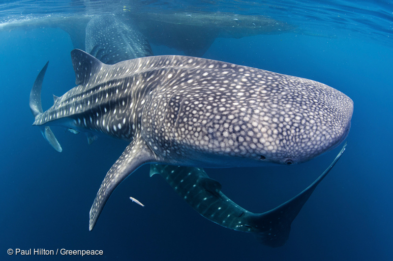 Image for Our blue planet is under attack! With your help we can protect it.