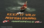 Greenpeace ship campaigning against fish farms