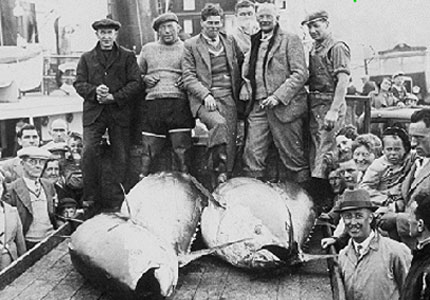 Giant tuna were plentiful on the Dogger bank on the 1950s