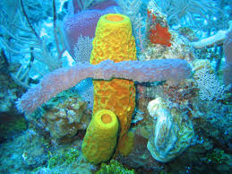 How does sponges obtain food How does sponges organism move