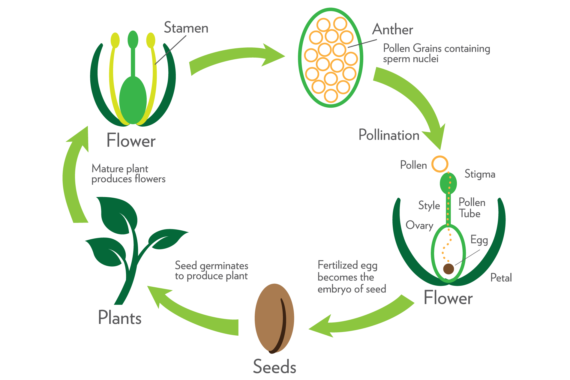 Reproduction In Plants Description Types And Diagram | The Best Porn ...