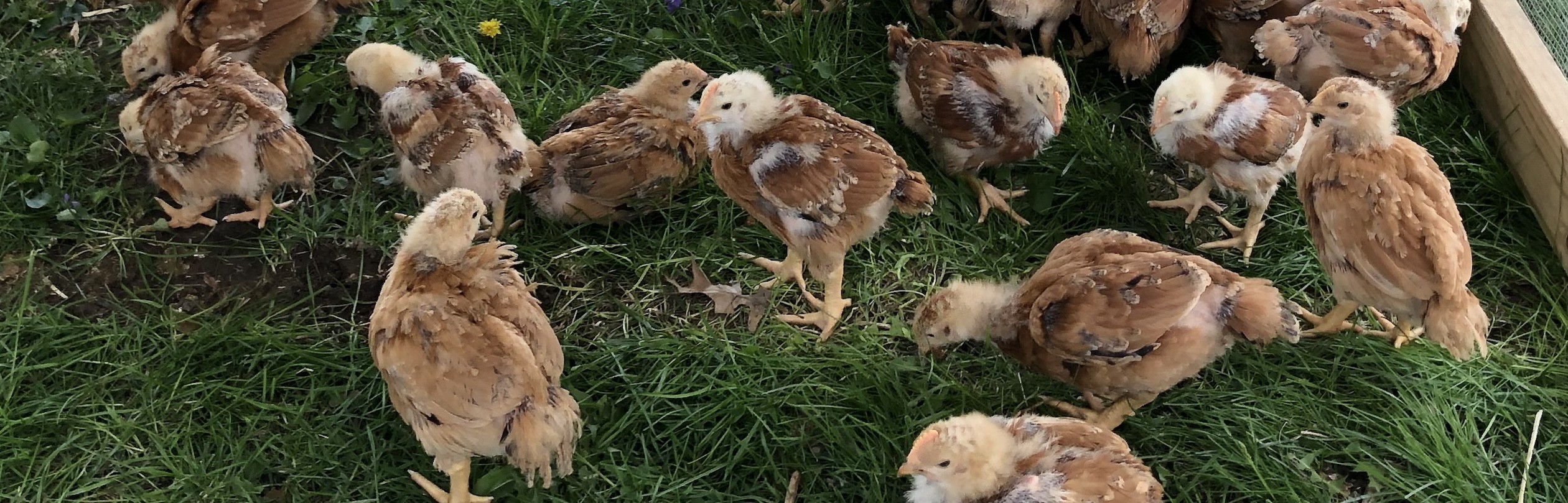 Young Family Farms