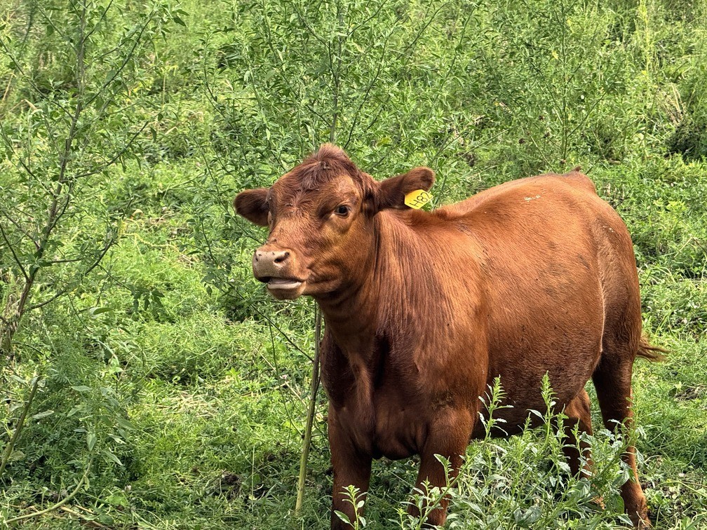 Grace Pastures cattle in the field