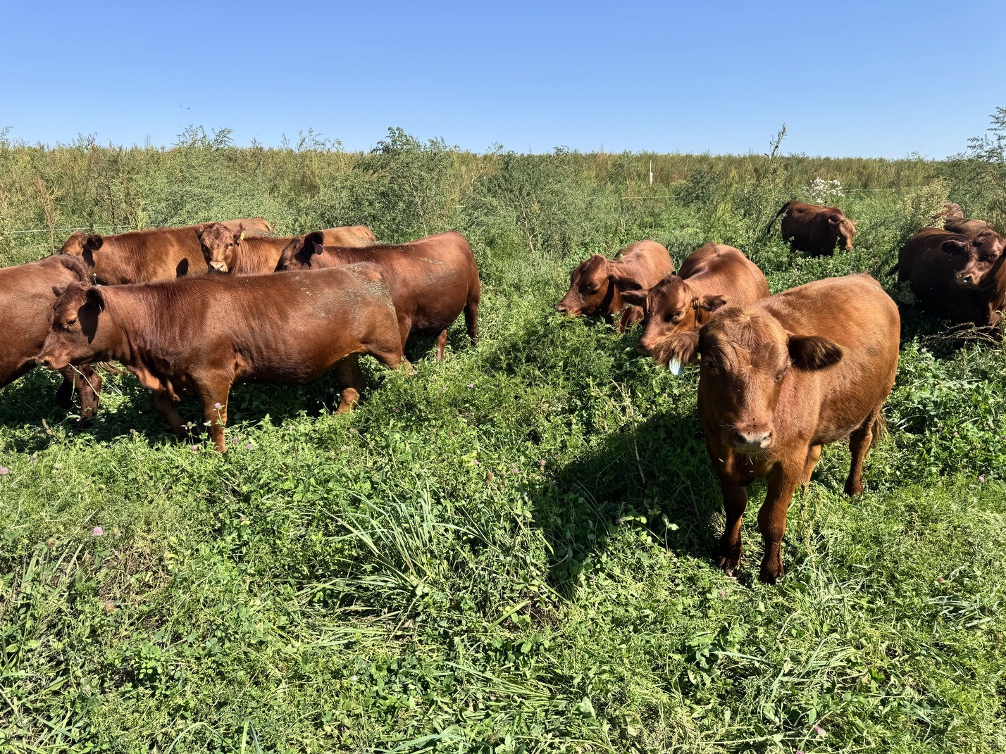 Grace Pastures cattle on pasture