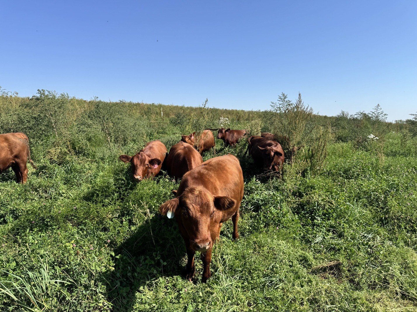 Cattle grazing at Grace Pastures