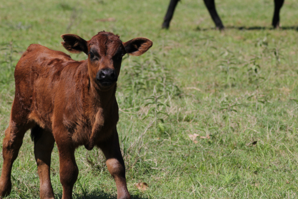 Akaushi-Calf.png