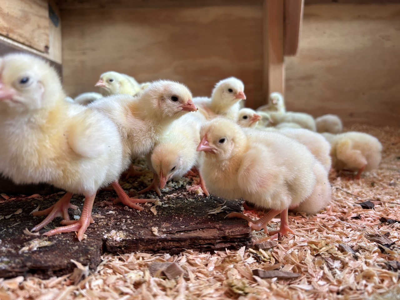 meat-bird-chicks-Large.jpeg