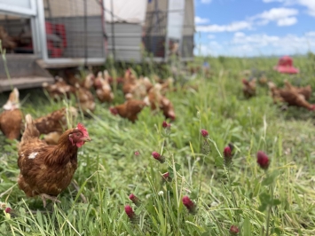 hen out on Hobby Ag pasture