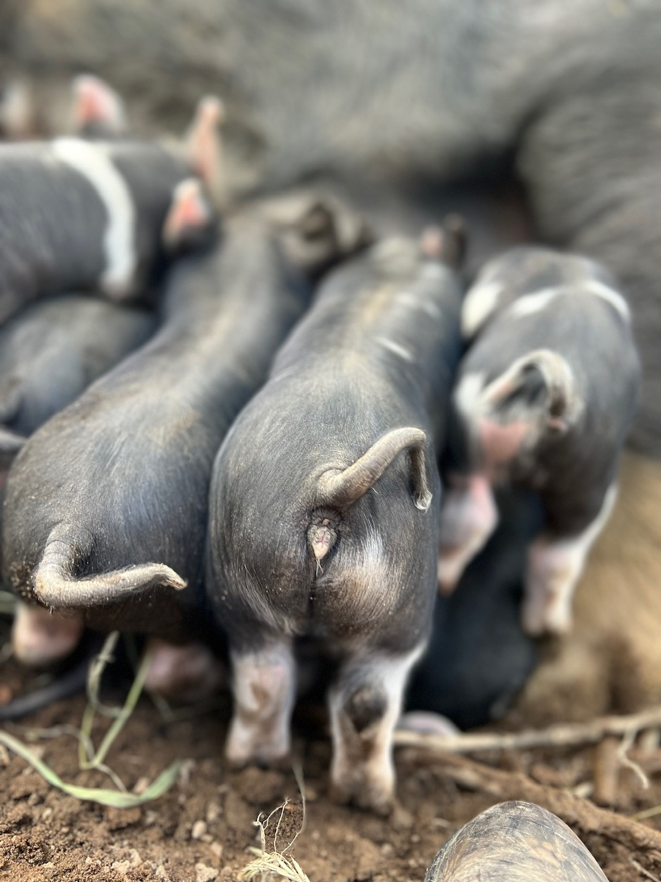Berkshire Piglet