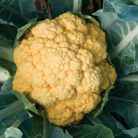 Cauliflower - Cheddar - (1 head)