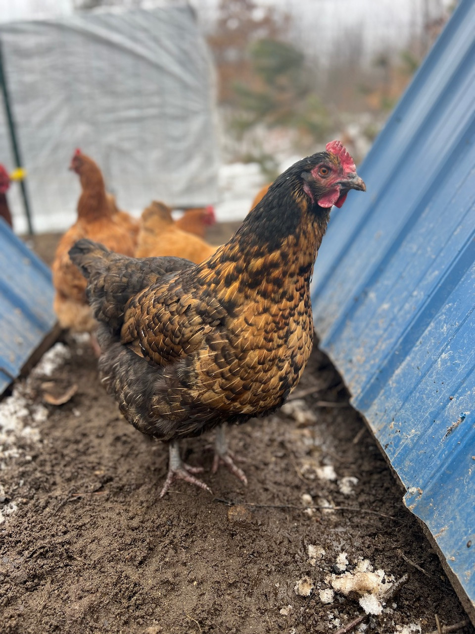 Speciality Started Pullet