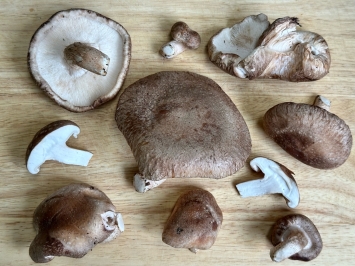 Shiitake Mushrooms