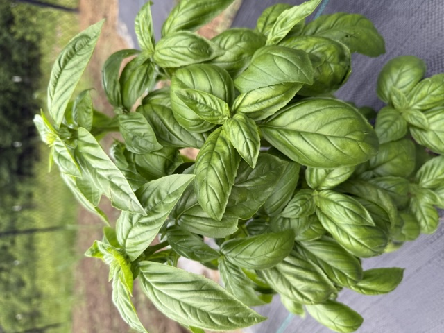 Basil
