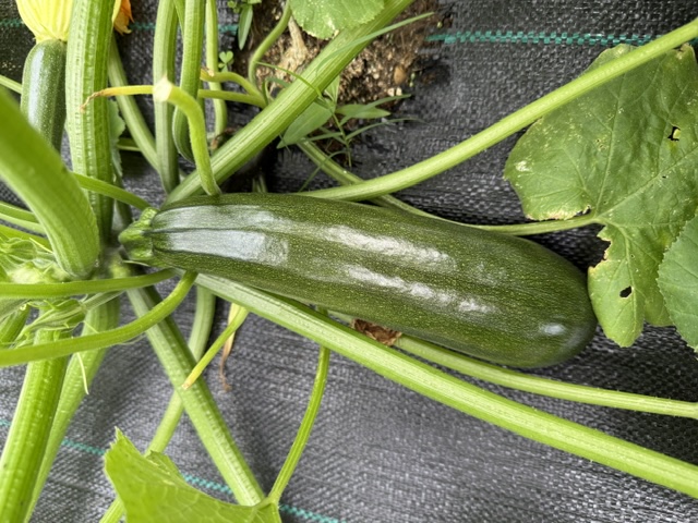 Zucchini