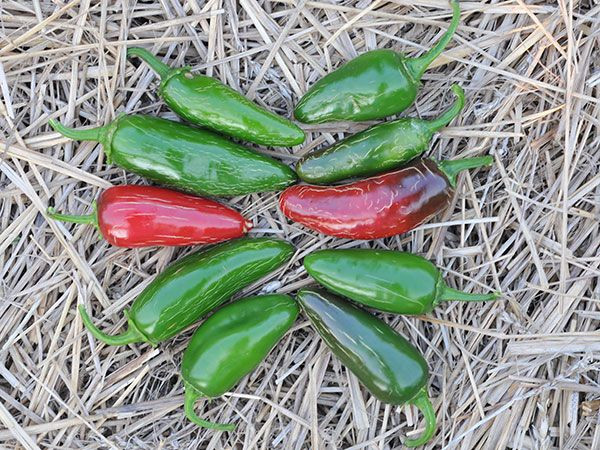 Jalapeños