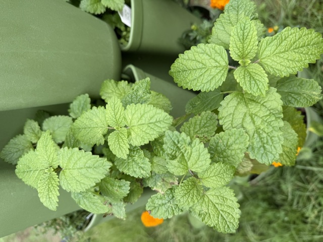Lemon Balm