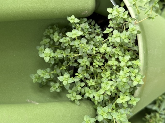 Lemon Thyme