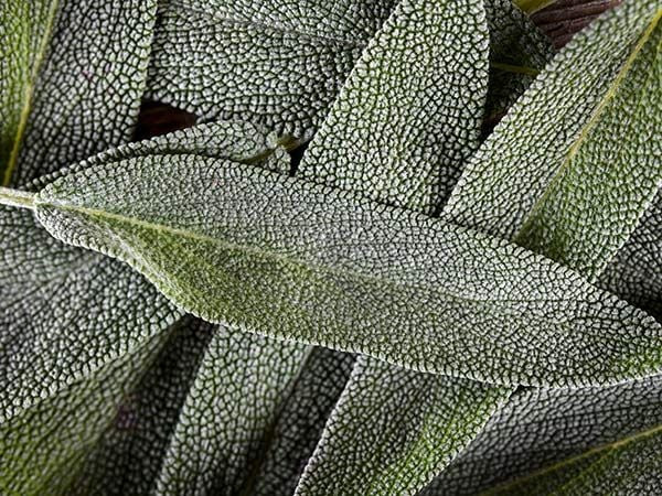 Sage