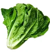 Romaine Lettuce Head