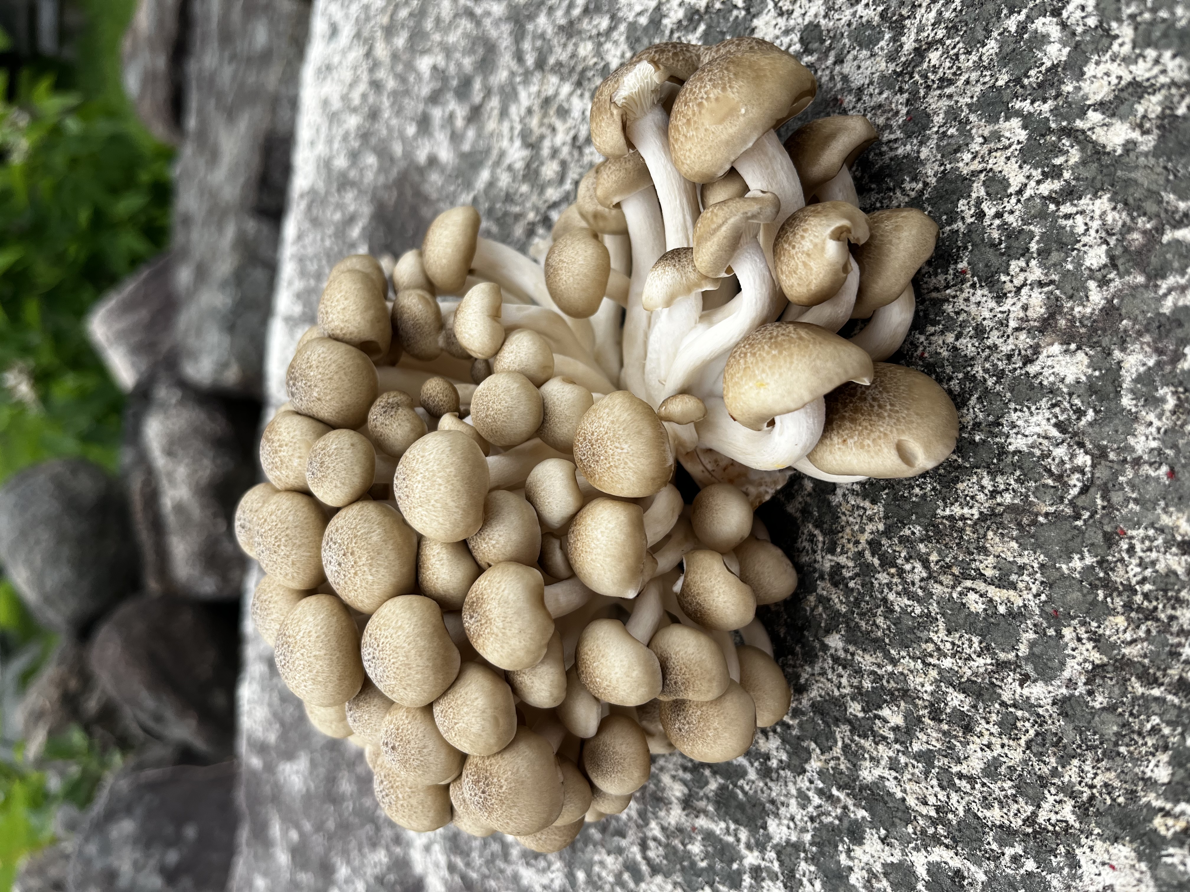 Mystic Seacoast Brown Beech (Shimeji) Mushrooms (1/2 lb. bag)