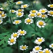 PERENNIAL: Feverfew PLANT