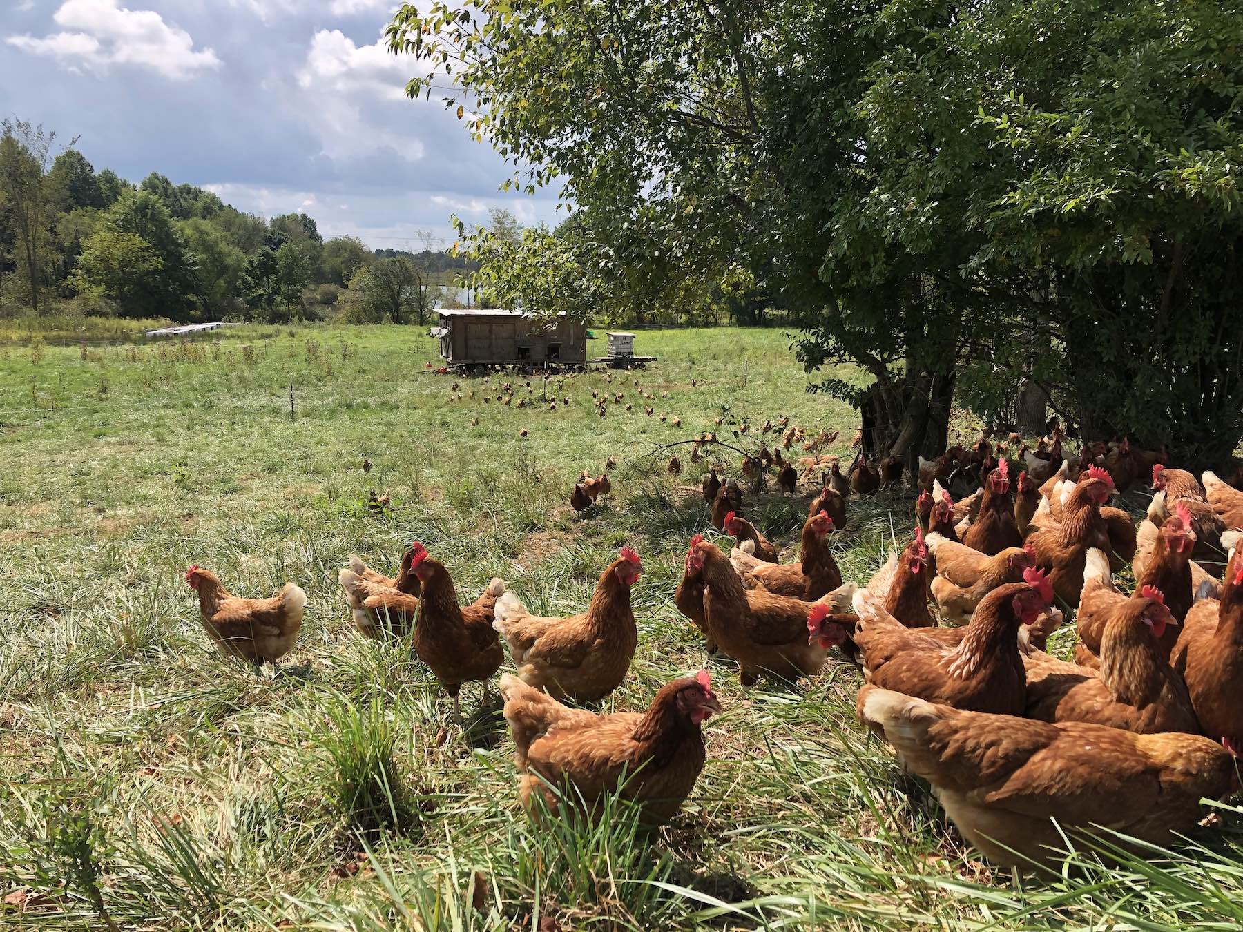 Laying Hens Tier4 Pricing (21-40birds)